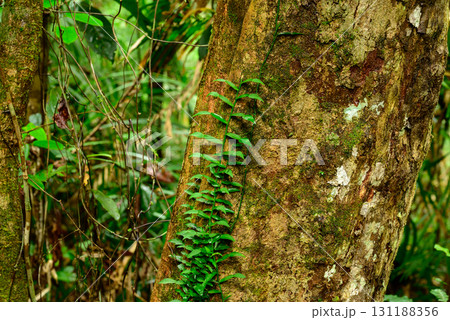 green ferns in the jungle green ferns in the jungle 131188356