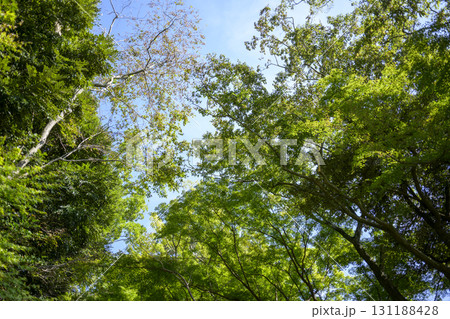 森林 青空 シンプル 緑色 背景素材 森林 青空 シンプル 緑色 背景素材 131188428