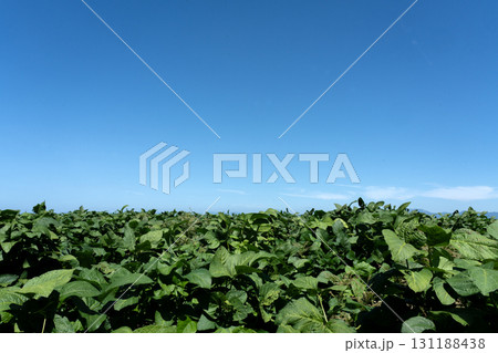 大中の豆畑 131188438