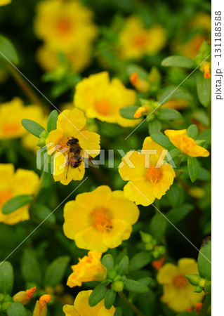 黄色い花と蜂 黄色い花と蜂 131188588