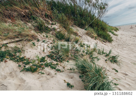 Zelenogradsk, Curonian Spit National Park. Sand dunes on the shore of the Baltic Sea Zelenogradsk, Curonian Spit National Park. Sand dunes on the shore of the Baltic Sea 131188602