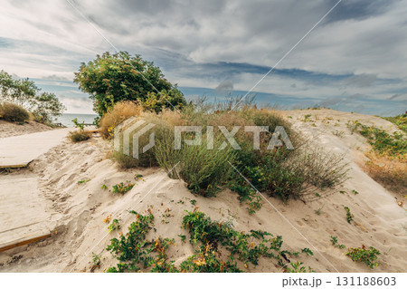 Zelenogradsk, Curonian Spit National Park. Sand dunes on the shore of the Baltic Sea Zelenogradsk, Curonian Spit National Park. Sand dunes on the shore of the Baltic Sea 131188603