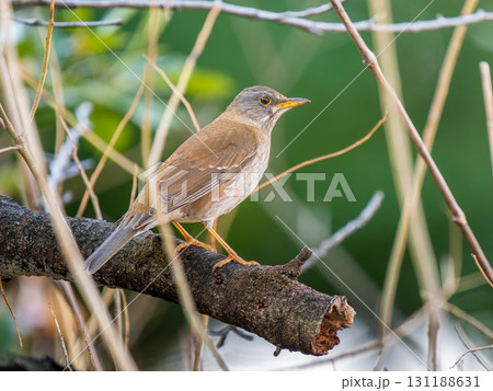 枝にとまるシロハラ 131188631