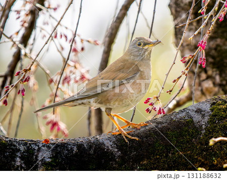 枝にとまるシロハラ 131188632