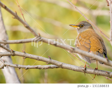 枝にとまるシロハラ・コピースペース 131188633