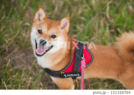 愛くるしい笑顔の柴犬 / Adorable Smiling Shiba Inu 愛くるしい笑顔の柴犬 / Adorable Smiling Shiba Inu 131188764