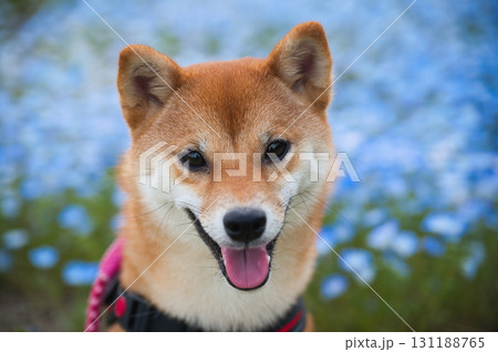 青い花と笑顔の柴犬ポートレート / Smiling Shiba Inu & Blue Flowers 青い花と笑顔の柴犬ポートレート / Smiling Shiba Inu & Blue Flowers 131188765