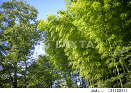 竹林 竹 緑色 シンプル 素材 131188881