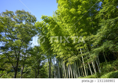 竹林 竹 緑色 シンプル 素材 131188901