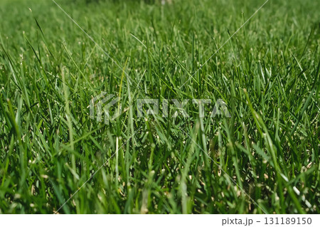 Closeup fresh bright green grass on the lawn in sunny weather on street in park. 131189150