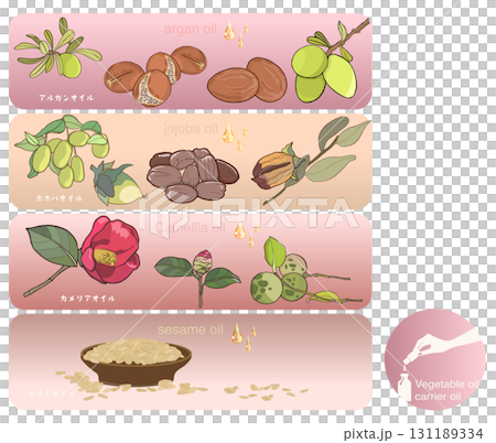 Illustration of argan oil, jojoba oil, camellia oil, and sesame oil 131189334