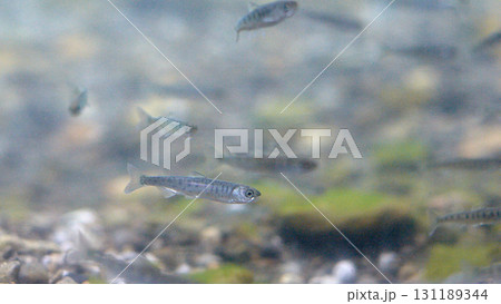 サケの稚魚(サケのふるさと 千歳水族館) 131189344