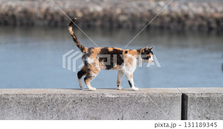 堤防を歩く猫　三毛猫 131189345