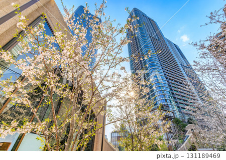東京 港区の都市風景 麻布台ヒルズの桜 東京 港区の都市風景 麻布台ヒルズの桜 131189469
