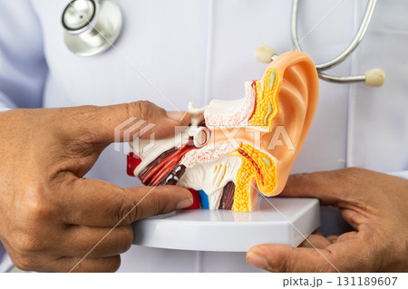 Asian doctor holding human ear model to learn and treat hearing loss in patient. 131189607