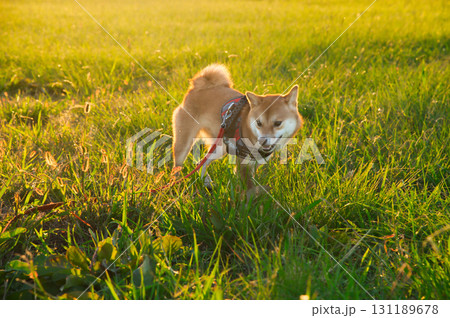 黄金色の光に包まれる柴犬 / Shiba Inu Puppy in Golden Light 131189678