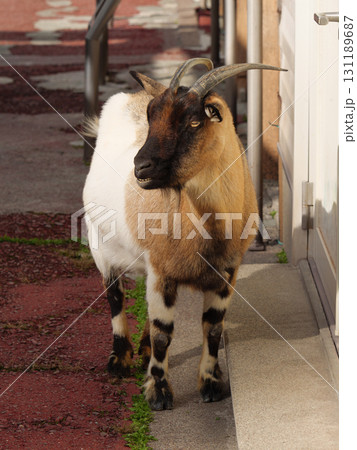 笑うトカラヤギ 笑うトカラヤギ 131189687