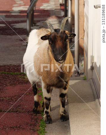 笑うトカラヤギ 笑うトカラヤギ 131189688