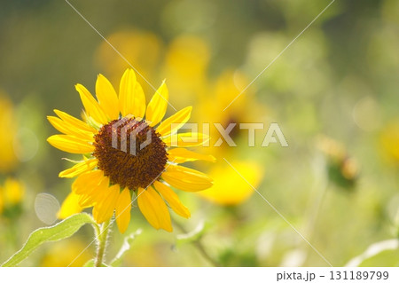 玉ボケを背景に入れた1輪のひまわり 玉ボケを背景に入れた1輪のひまわり 131189799