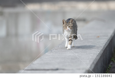 堤防を歩く猫 131189841