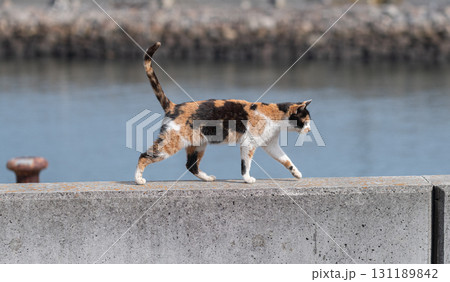 堤防を歩く猫　三毛猫 131189842