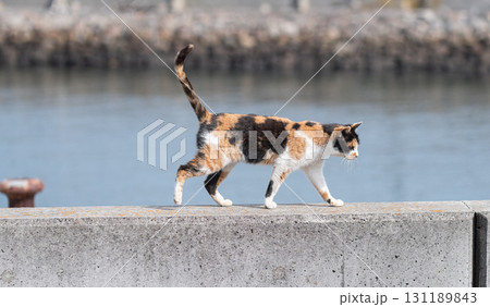 堤防を歩く猫 三毛猫 堤防を歩く猫 三毛猫 131189843