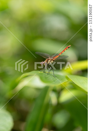 植物に止まるトンボ 植物に止まるトンボ 131190087