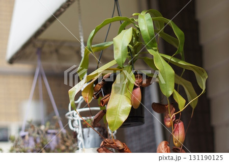 春の日差しを浴びる観葉植物 春の日差しを浴びる観葉植物 131190125