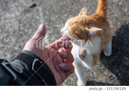 人の指に嚙みつく子ネコ 131190189