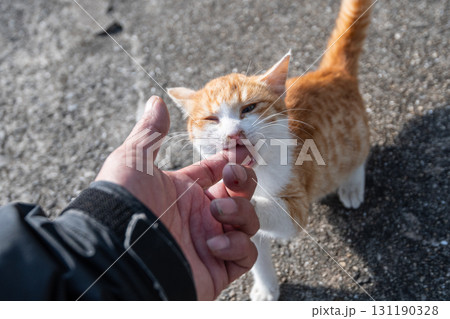 人の指に嚙みつく子ネコ 人の指に嚙みつく子ネコ 131190328