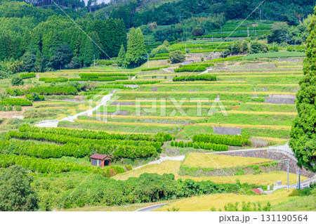 初秋の鹿里の棚田 福岡県八女市 初秋の鹿里の棚田 福岡県八女市 131190564
