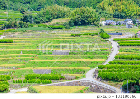 初秋の鹿里の棚田　福岡県八女市 131190566