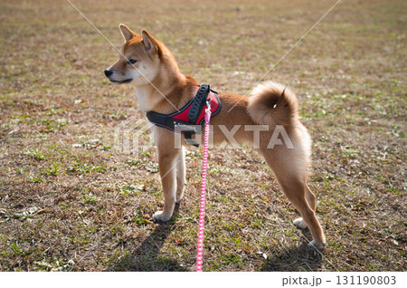 柔らかな光に包まれる柴犬 / Shiba Inu Wrapped in Gentle Light 柔らかな光に包まれる柴犬 / Shiba Inu Wrapped in Gentle Light 131190803