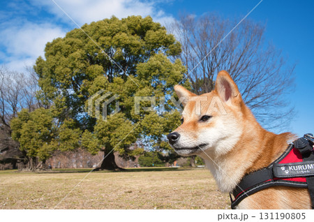小さな豆柴とそびえる木/Tiny Shiba Inu and the Towering Tree 小さな豆柴とそびえる木/Tiny Shiba Inu and the Towering Tree 131190805