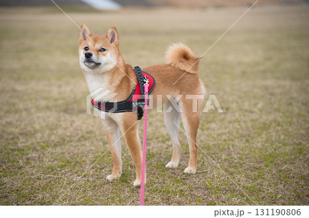柴犬の凛々しい立ち姿 / Noble Standing Shiba Inu 柴犬の凛々しい立ち姿 / Noble Standing Shiba Inu 131190806
