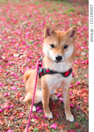 豆柴と春の色彩 / Shiba Inu Puppy and the Colors of Spring 131190807