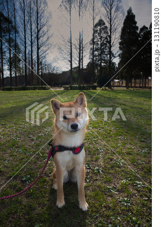 長い影を落とす豆柴 / Shiba Inu Puppy Casting a Long Shadow 131190810