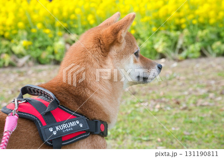黄色い花と柴犬の優雅な横顔 / Shiba Inu with Yellow Flowers 黄色い花と柴犬の優雅な横顔 / Shiba Inu with Yellow Flowers 131190811