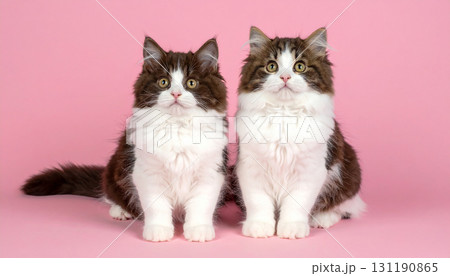 かわいい猫 かわいい猫 131190865