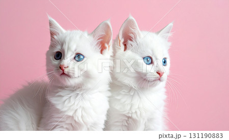 かわいい猫 131190883