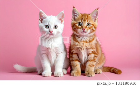 かわいい猫 131190910