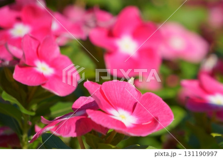 花壇に咲く満開のニチニチソウ 131190997