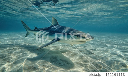Majestic tiger shark swimming gracefully through crystal clear shallow ocean waters with sunlight filtering through the surface above Majestic tiger shark swimming gracefully through crystal clear shallow ocean waters with sunlight filtering through the surface above 131191118