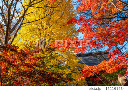 【東京都】紅葉が美しい九品仏浄真寺の山門 131191484