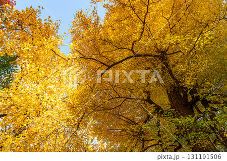 【東京都】空を覆う大銀杏が美しい九品仏浄真寺 131191506