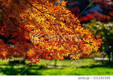 【東京都】紅葉が美しい九品仏浄真寺 【東京都】紅葉が美しい九品仏浄真寺 131191509