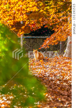 【東京都】紅葉が美しい九品仏浄真寺の猫 【東京都】紅葉が美しい九品仏浄真寺の猫 131191515