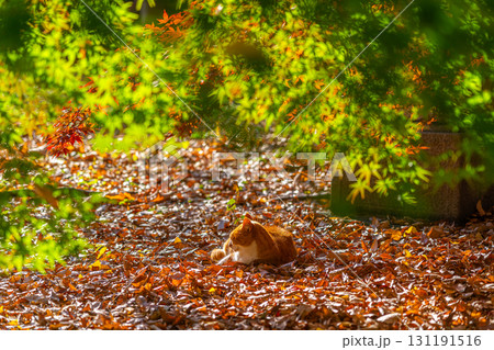 【東京都】紅葉が美しい九品仏浄真寺の猫 131191516
