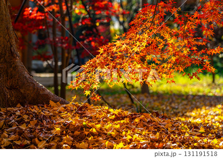 【東京都】紅葉が美しい九品仏浄真寺 131191518