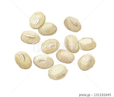 水彩で描いた白小豆　白アズキ 131191645